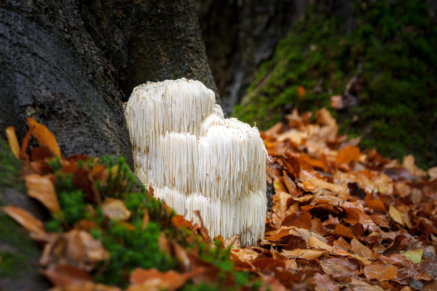 LION'S MANE