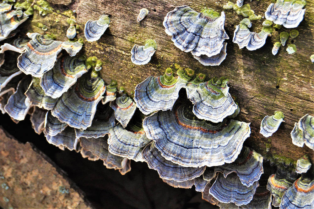 TURKEY TAIL